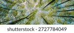 Looking Up In Beautiful Pine Deciduous Forest Trees Woods Canopy. Bottom View Wide Angle Background. Greenwood Forest. Trunks And Branches With Fresh Spring Lush.