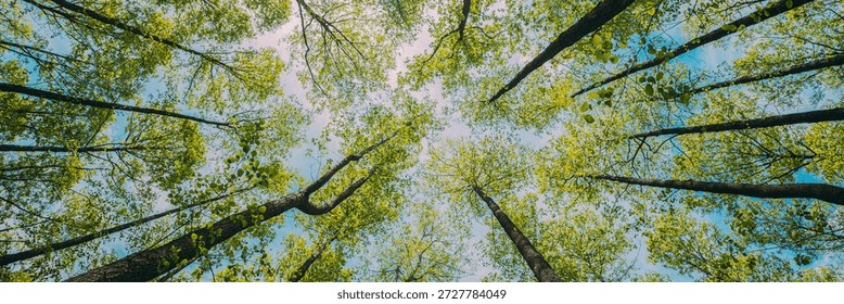 Looking Up In Beautiful Pine Deciduous Forest Trees Woods Canopy. Bottom View Wide Angle Background. Greenwood Forest. Trunks And Branches With Fresh Spring Lush.