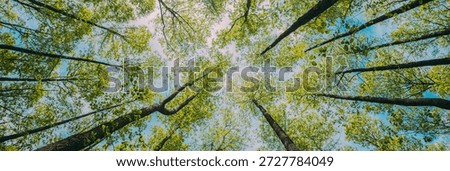 Looking Up In Beautiful Pine Deciduous Forest Trees Woods Canopy. Bottom View Wide Angle Background. Greenwood Forest. Trunks And Branches With Fresh Spring Lush.