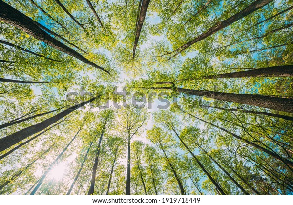 Looking Up In Beautiful Pine\
Deciduous Forest Trees Woods Canopy. Bottom View Wide Angle\
Background. Greenwood Forest. Trunks And Branches With Fresh Spring\
Lush.