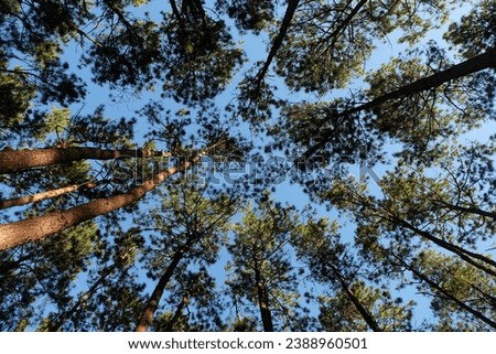 Looking up at the beautiful pine forest from the viewpoint from the bottom up. Bottom View Wide Angle Background. The view from below up in the green pine forest contrasting with the blue sky.