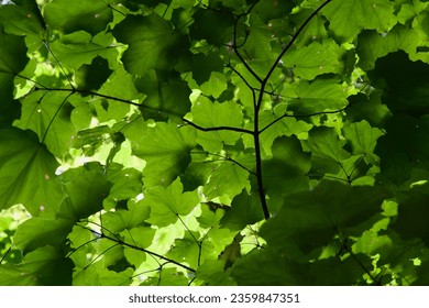 looking up from below at a green leaf canopy with sun shining through on a bright autumn day - Powered by Shutterstock