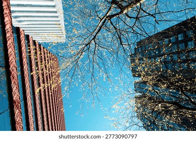 Looking Up Between Modern Buildings and Spring Tree Branches.	An upward perspective view of contemporary urban architecture framed by delicate tree branches with fresh spring leaves against a clear blue sky. The composition contrasts a red brick building and a modern glass-and-steel structure, while a geometric canopy extends overhead. The scene captures the intersection of nature and city life, highlighting light, space, and architectural lines in a vibrant urban environment.
