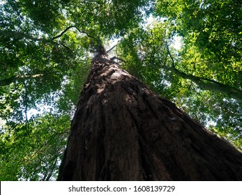 Looking Up To The Big And Tall Tree Trunk With Green Leaves Of Rainforest Trees.