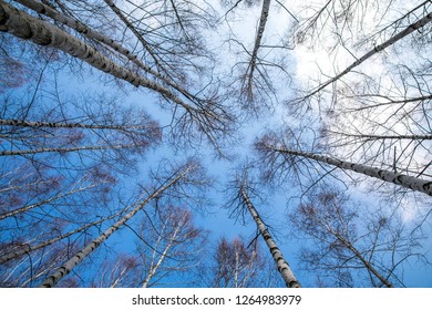 looking up at the birch tree