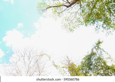 Looking Up At The Blue Sky With Cloud Through The Trees Branches.