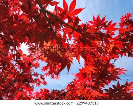 Looking up to the blue sky through bright red Japanese maple leaves