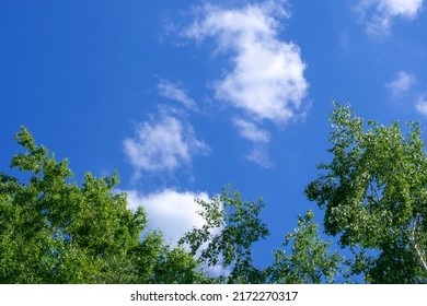 Looking Up At The Blue Sky And White Clouds Framed By Green Treetops. Perspective.