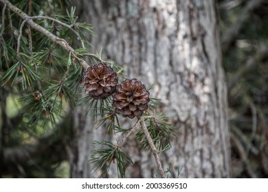 Looking at the bottom side of fully opened pinecones attached to a hanging branch with the pine tree in the background in the forest