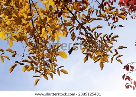 
Looking up at the branches of a walnut tree with autumn-colored leaves standing out brightly against a blue sky.