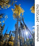 Looking up at the bright yellow leaves of a Colorado aspen tree contrasting with the blue sky outside of Frisco.