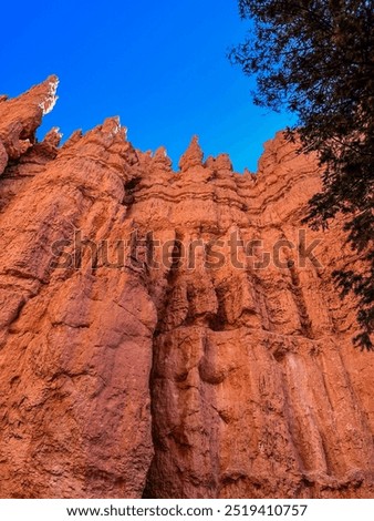 Looking Up From Bryce Canyon 