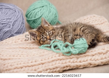 Looking at the camera tabby kitten lying down playing with yarn and balls of colored yarn. Studio shot from a high angle.