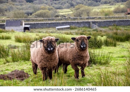 Looking at the Camera Two Cute Coloured Welsh Ryeland Lamb Sheep in Snowdonia, Wales, United Kingdom