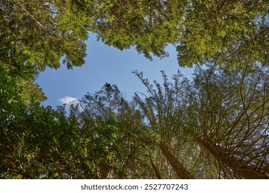 Looking Up at the Canopy