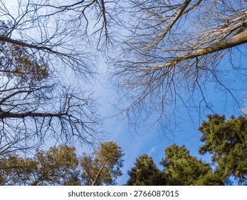 Looking up at the canopy of deciduous and coniferous trees against a bright blue sky. Rudawka Rymanowska, Poland, East Europe
