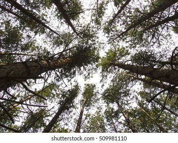 Looking up at a canopy of pine, spruce trees with sun shining through branches, showing wide angle of tree trunks.