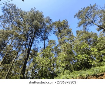 Looking up at the canopy of a sunlit pine forest with green foliage and bright blue sky