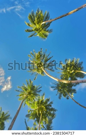 Looking up at a canopy of tall palm trees on a beautiful sunny day