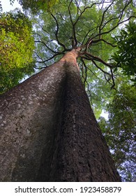 looking up canopy of trees