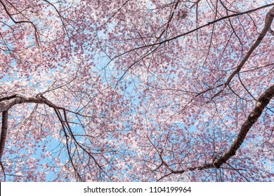 桜 見上げる の画像 写真素材 ベクター画像 Shutterstock