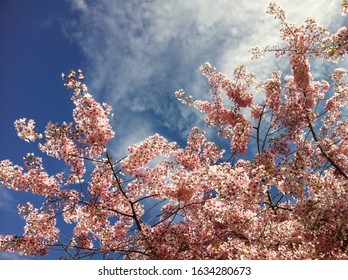 looking up cherry blossoms in the sky
