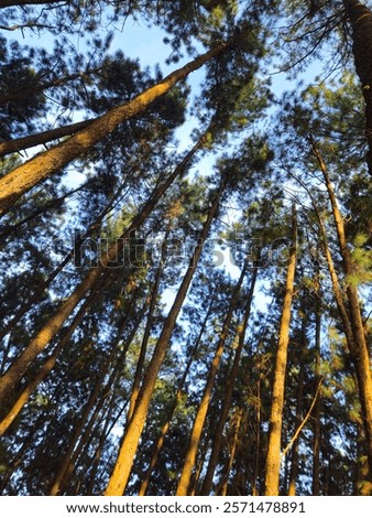 Similar – Image, Stock Photo Cluster of tall pine trees growing in national park forest against blue sky