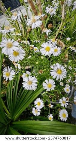 looking at the cluster of White panicle aster flower.
