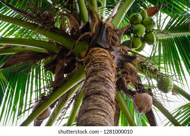 Coconut Petiole Images, Stock Photos & Vectors | Shutterstock