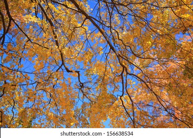 Looking Up At Colorful Autumn Leaves And Branches Against A Vivid Blue Sky, Portsmouth New Hampshire, USA