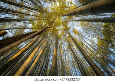 Looking up at a colorful bamboo forest and bright blue sky - Powered by Shutterstock