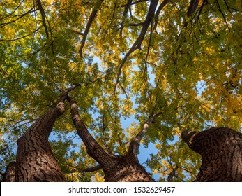 Looking up at colourful cottonwood trees in autumn