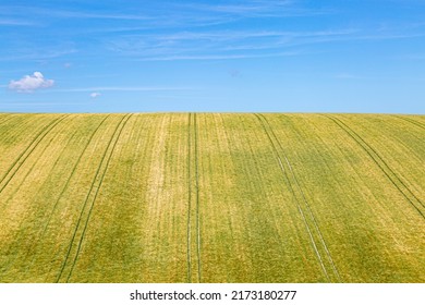 Looking Up At Crops Growing On A South Downs Hillside, On A Sunny June Day