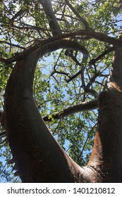 Looking Up The Curving Trunk Of A Gumbo Limbo Tree