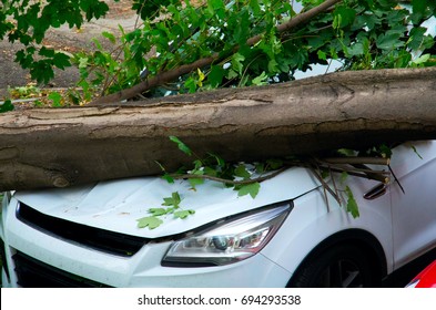 Looking At A Damaged Car Caused By The Fall Of A Large Tree