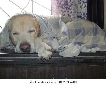 Looking damn cute while sleeping!