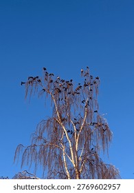 Looking up at the delicate, bare branches of a birch tree contrasted against a vibrant, clear blue sky.