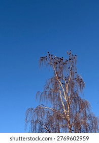 Looking up at the delicate, bare branches of a birch tree contrasted against a vibrant, clear blue sky.