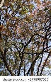 Looking up at a dense tree canopy featuring a mix of green and autumnal-colored leaves against a clear sky.
