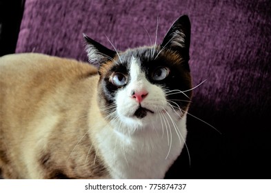 Looking Devoid of a Siamese Cat on the Couch