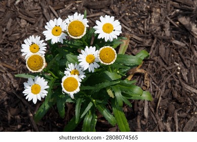 looking down from above at a bunch of daisies with white petals and a yellow gold round center and green leaves with brown mulch in the background on a sunny summer day