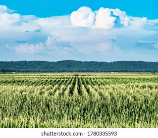 Looking down from above long rows of corn stalks in field with blue sky and white clouds, corn field, midwest, farming, farm, cattle feed, tassels, ethanol, biodiesel fuel