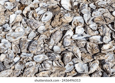 Looking down at an abundance of oyster shells on a sunny day