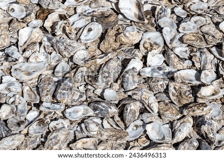 Looking down at an abundance of oyster shells on a sunny day