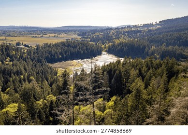 Looking down at Addington Marsh through evergreen trees from High Knoll at Minnekhada Regional Park in Coquitlam Canada
