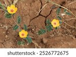 Looking down at Arizona poppies in bloom in Cochise County, Arizona