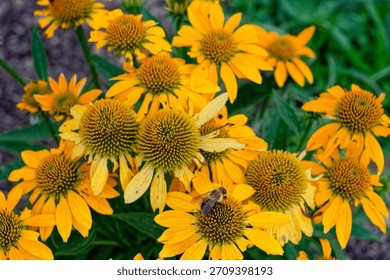 Looking down closeup at a single bee on the center of a dark yellow echinacea flower know as a coneflower several bunch together in full bloom in summertime