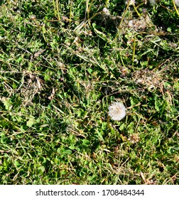looking down at a dandelion puff