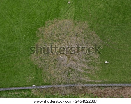 Looking down directly overhead a large tree in a field in rural Cumbria, UK
