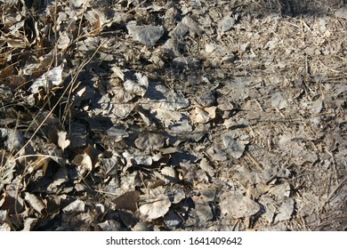 Looking down at dried leaves
